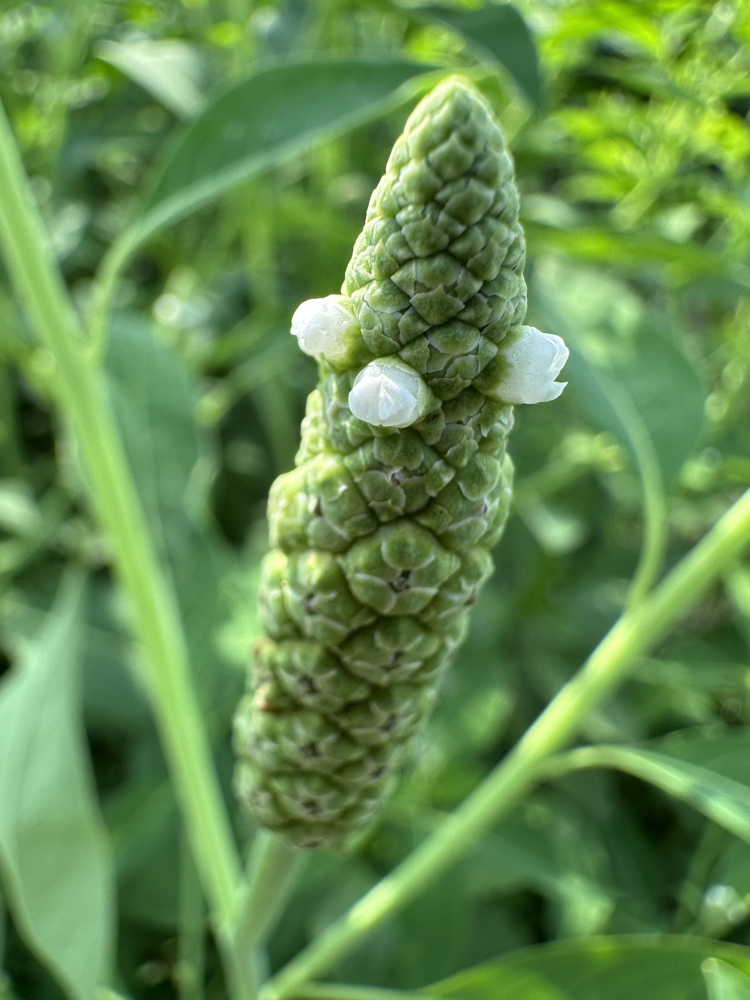 Sphenoclea zeylanica — ảnh 3