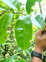 Artabotrys zeylanicus