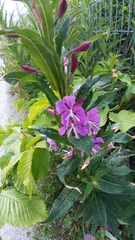 Chamaenerion angustifolium