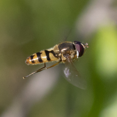 Epistrophe xanthostoma