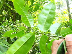 Artabotrys zeylanicus