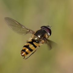 Epistrophe xanthostoma