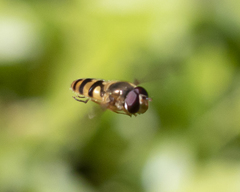 Epistrophe xanthostoma