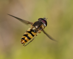 Epistrophe xanthostoma