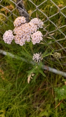 Achillea millefolium
