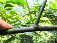 Artabotrys zeylanicus