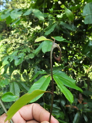 Artabotrys zeylanicus