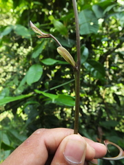 Artabotrys zeylanicus