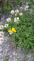 Trifolium repens