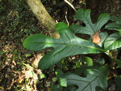 Artocarpus hirsutus