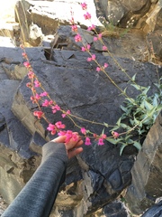 Penstemon floridus floridus