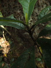 Artocarpus hirsutus