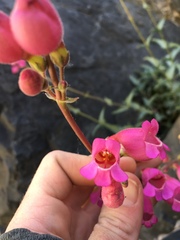 Penstemon floridus floridus