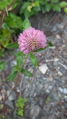 Trifolium pratense