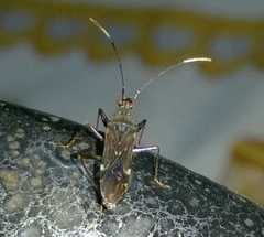 Neopamera neotropicalis