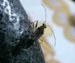 Neopamera neotropicalis