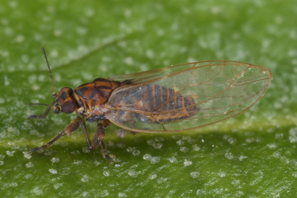 Trioza scottii