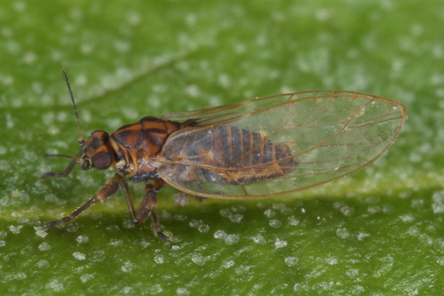 Trioza scottii