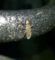 Neopamera neotropicalis