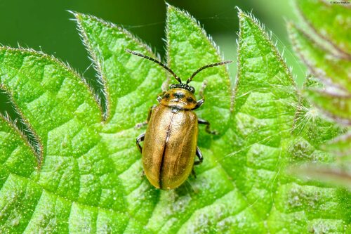 Heather Beetle, photo 2 of 9