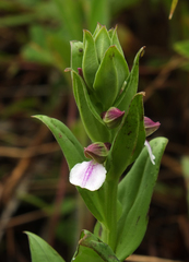 Brachycorythis wightii