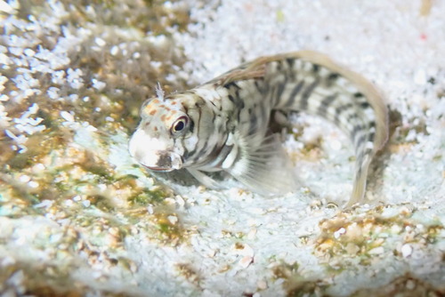 Steindachners rotsspringer (Istiblennius steindachneri) — Blenniidae — 3