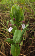 Brachycorythis wightii