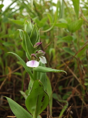 Brachycorythis wightii