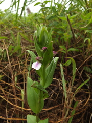 Brachycorythis wightii