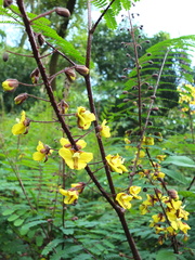 Arquita mimosifolia