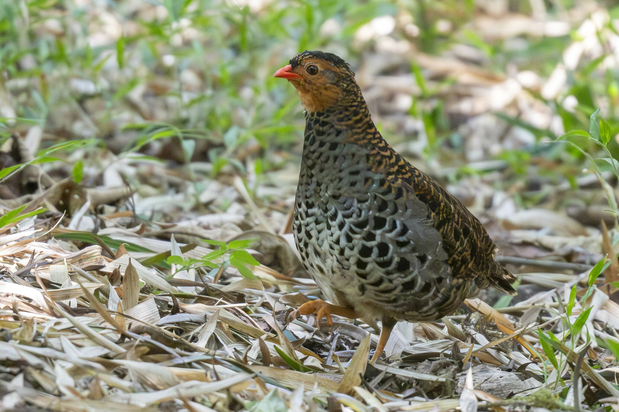 Udzungwa Partridge illustration