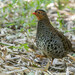 Udzungwa Partridge - Photo (c) Heinrich Human, some rights reserved (CC BY-NC), uploaded by Heinrich Human