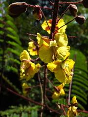 Arquita mimosifolia