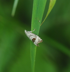 Notocelia uddmanniana