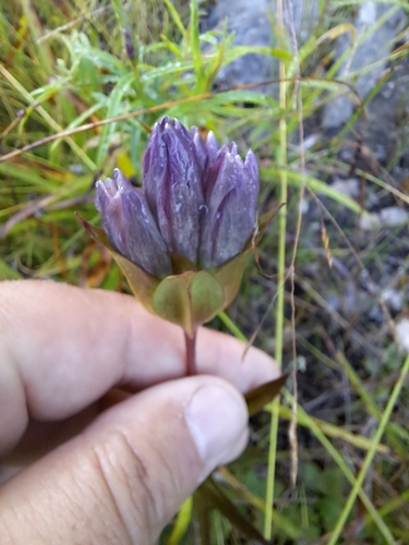 Image of Gentiana rubricaulis by no rights reserved