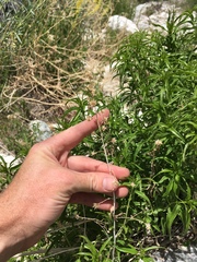 Brickellia longifolia