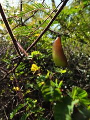 Arquita mimosifolia