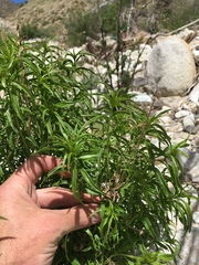 Brickellia longifolia