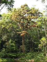 Calophyllum apetalum