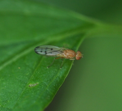 Opomyza florum