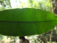 Calophyllum polyanthum
