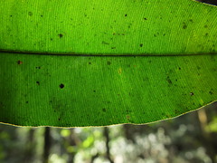 Calophyllum polyanthum