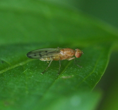 Opomyza florum