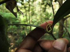 Calophyllum polyanthum