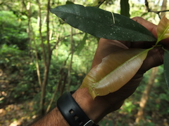 Calophyllum polyanthum