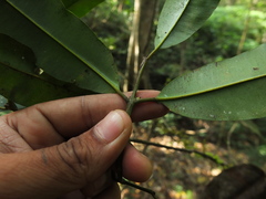 Calophyllum polyanthum
