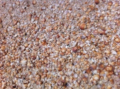 Glycymeris glycymeris