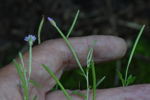 Image of Epilobium obscurum by no rights reserved