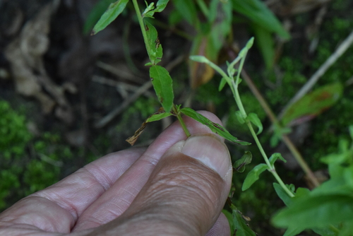 Image of Epilobium obscurum by no rights reserved