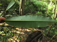 Calophyllum polyanthum